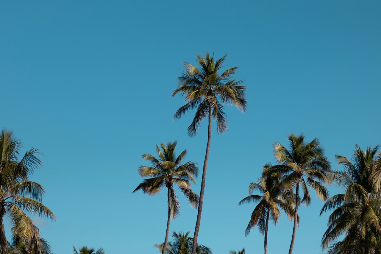 Royal Palm Coast View